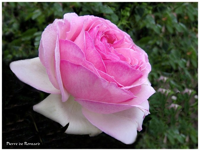 Roses celebres-Pierre de Ronsard