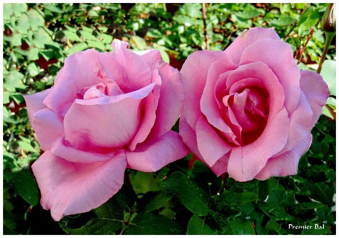 Roses celebres-Premier Bal