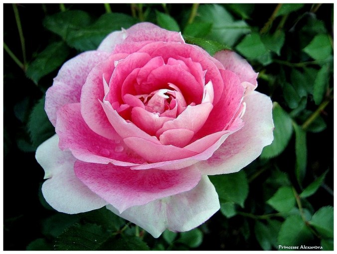 Roses celebres-Princesse Alexandra