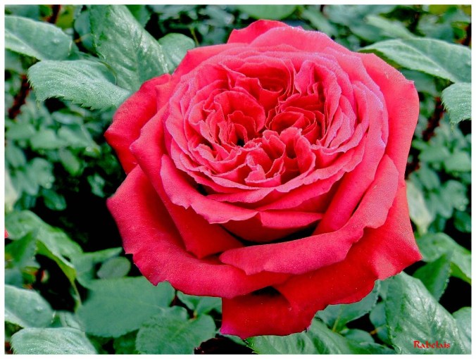 Roses celebres-Rabelais