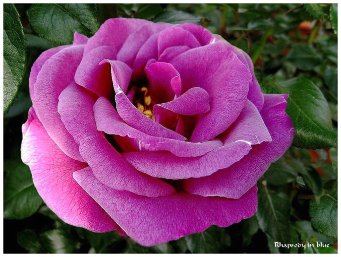 Roses Célèbres-Rhapsody in blue