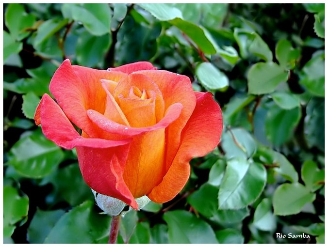 Roses celebres-Rio Samba