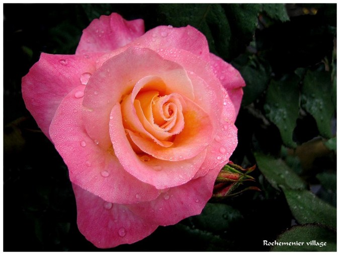 Roses celebres-Rochemenier village