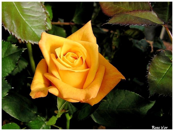 Roses celebres-Rose d'or