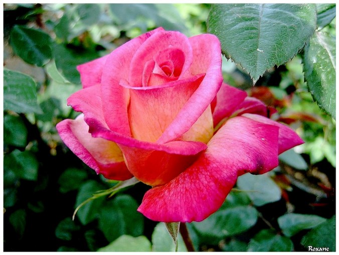 Roses celebres-Roxane