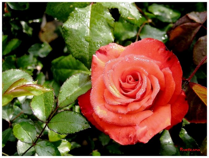 Roses celebres-Rusticana