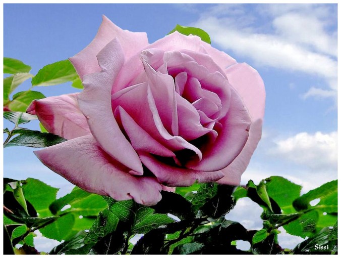 Roses celebres-Sissi