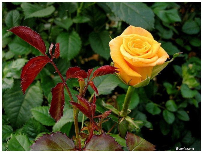 Roses celebres-Sumbeam