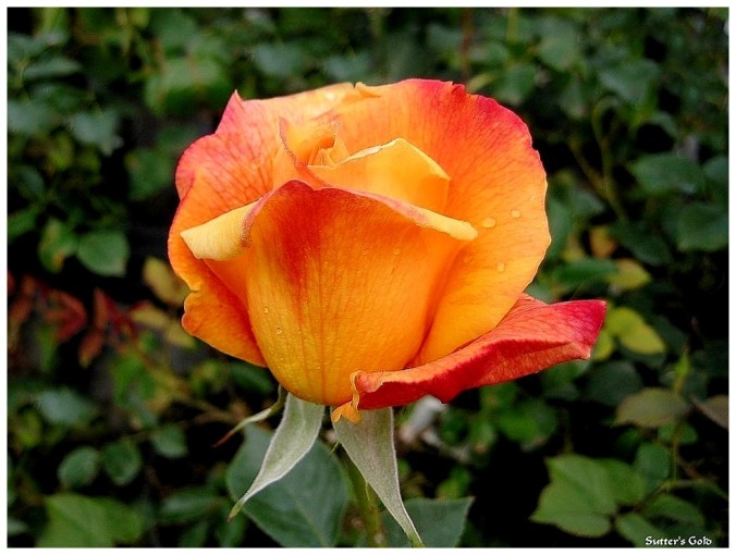 Roses celebres-Sutter's Gold