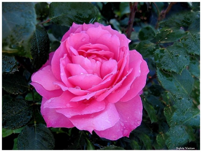 Roses celebres-Sylvie Vartan