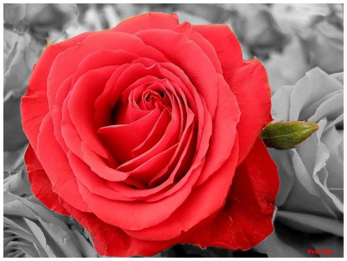 Rose celebre-First Red