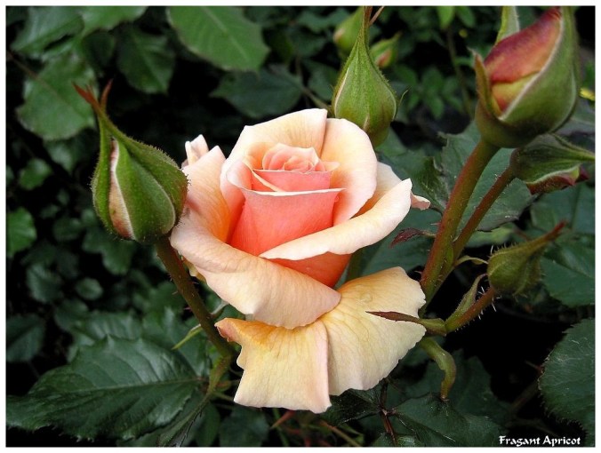 Rose celebre-Fragant Apricot