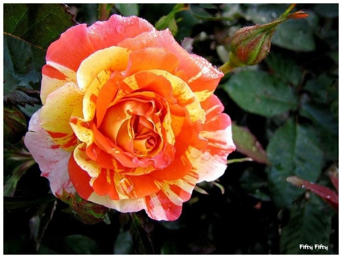 Roses celebres-Fifty Fifty 1