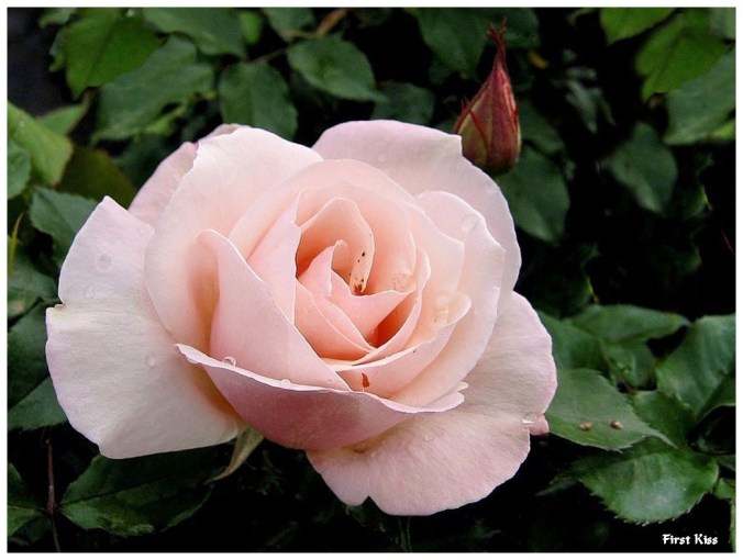 Roses celebres-First Kiss-