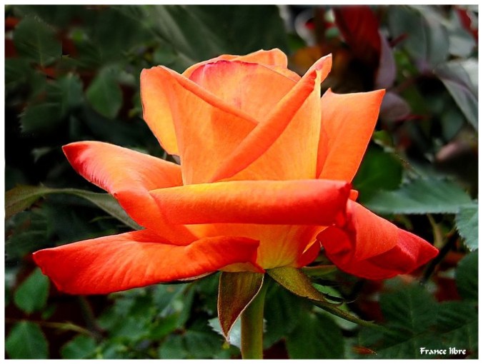 Roses celebres-France libre-