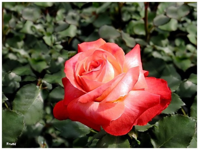 Roses celebres-Fruité