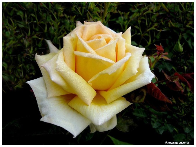 Rose celebre-Amatsu otome