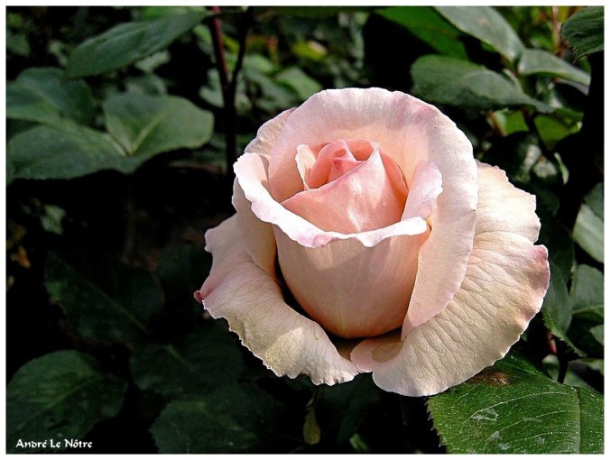 Rose celebre-André Le Nôtre
