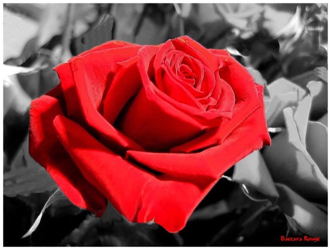 Rose celebre-Baccara rouge
