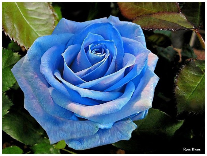 Rose célèbre-Rose Bleue
