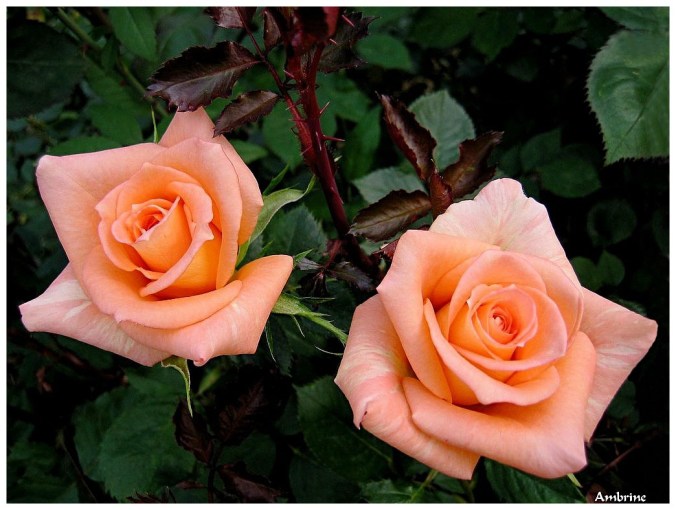 Roses celebres-Ambrine