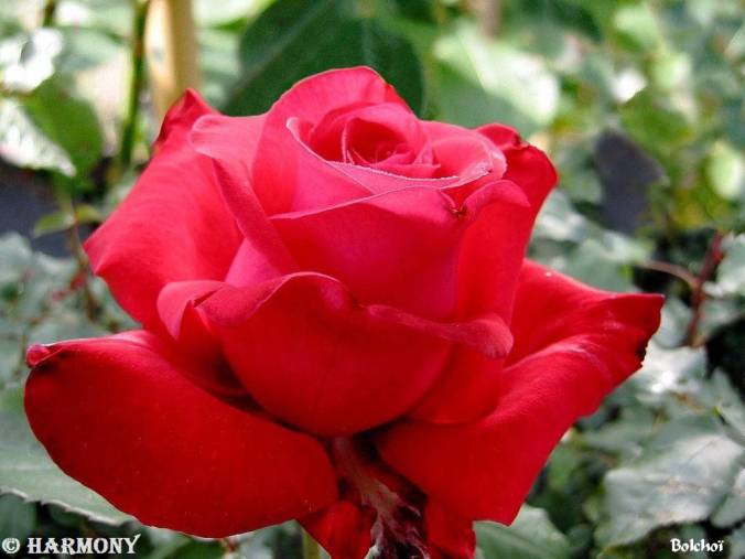 roses-celebres-bolchoi