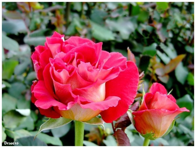 Roses celebres-Brasero