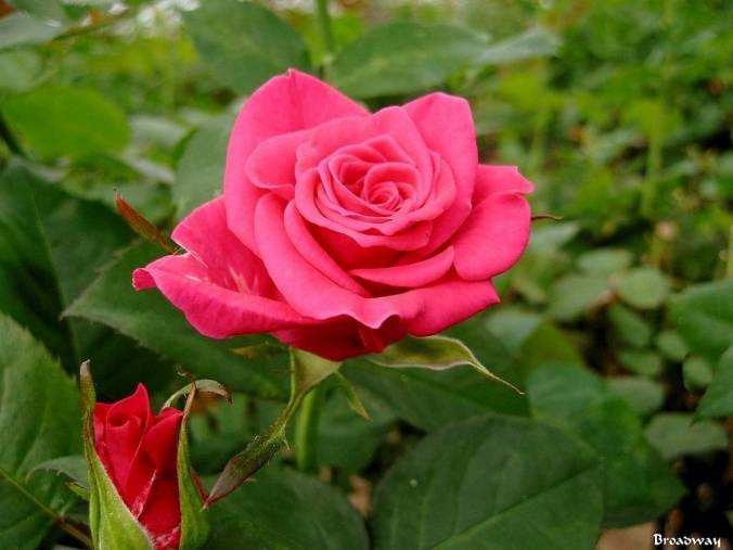 roses-celebres-broadway