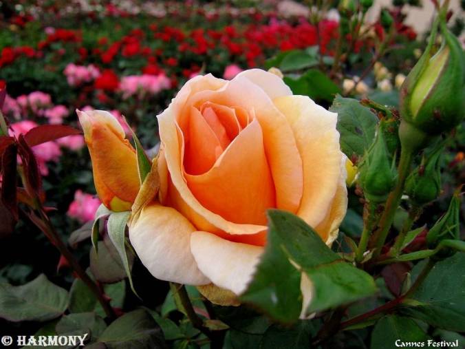 roses-celebres-cannes-festival