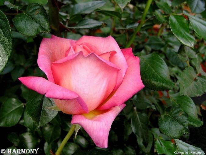 roses-celebres-caprice-de-meilland