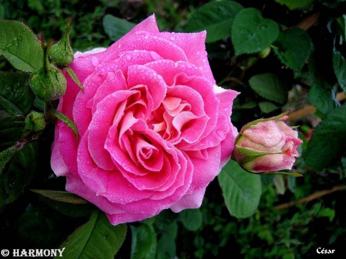 roses-celebres-cesar