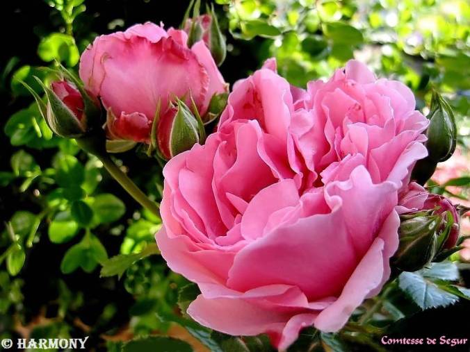 roses-celebres-comtesse-de-segur