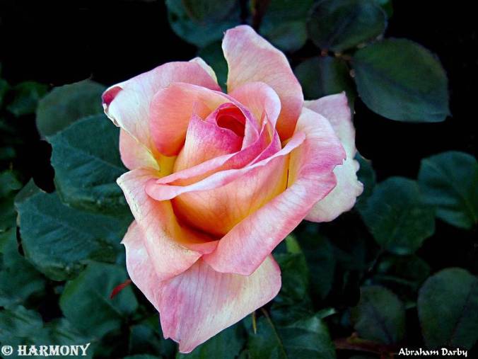 Rose-celebre-Abraham Darby