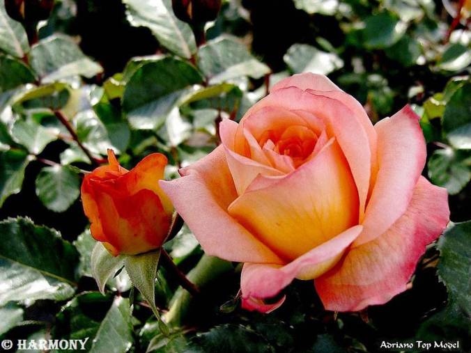 roses-celebres-adriano-top-model