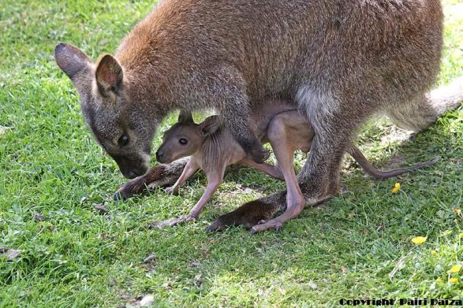 Wallaby