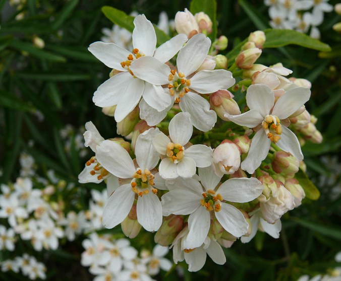 Deutzia 1