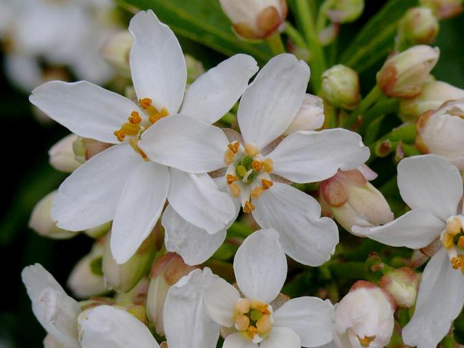 Deutzia 3