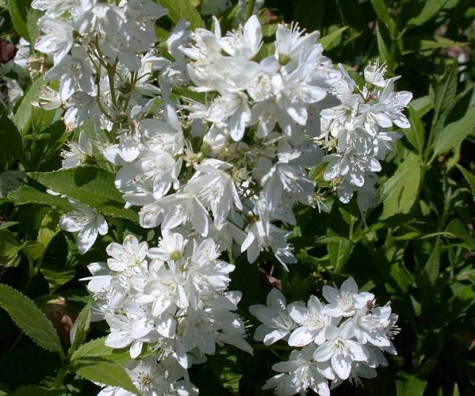 Deutzia gracilis