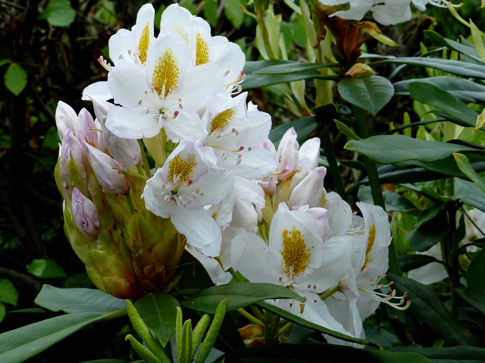 Rhodo blanc et jaune 2