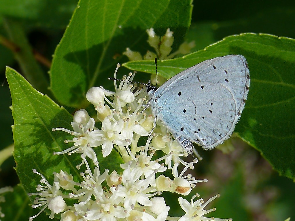 Papillon azuré 1