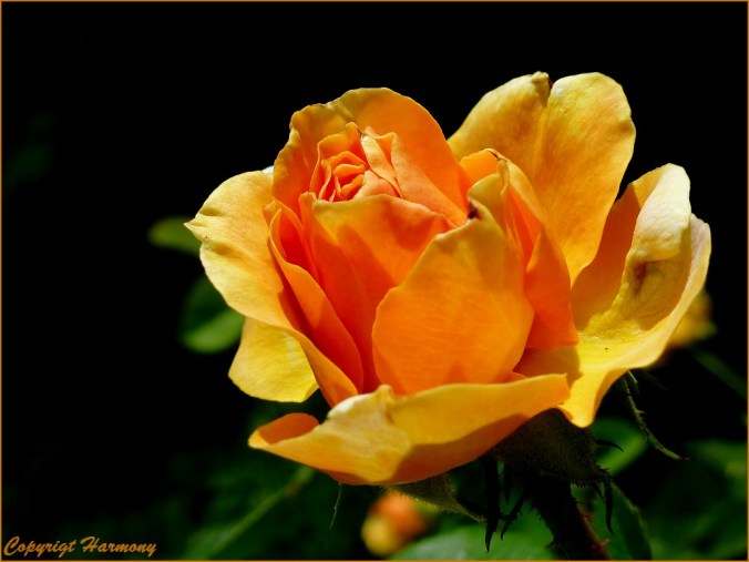 Rose jaune-orangé Yellow Climber