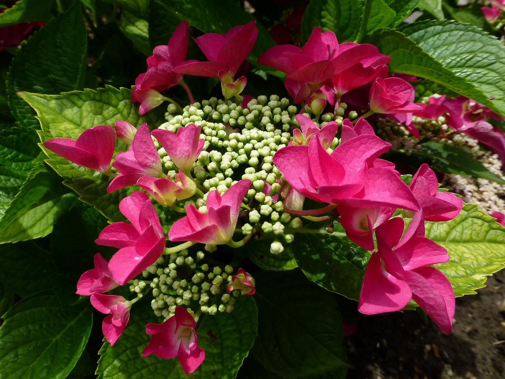 Hortensia 3