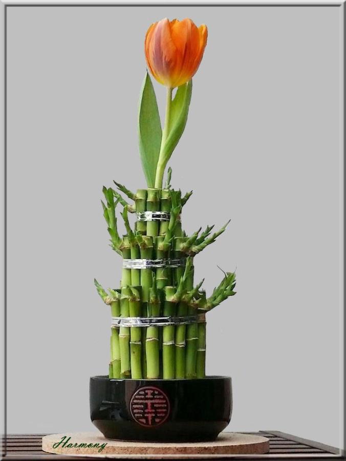 Tulipe et Bambou