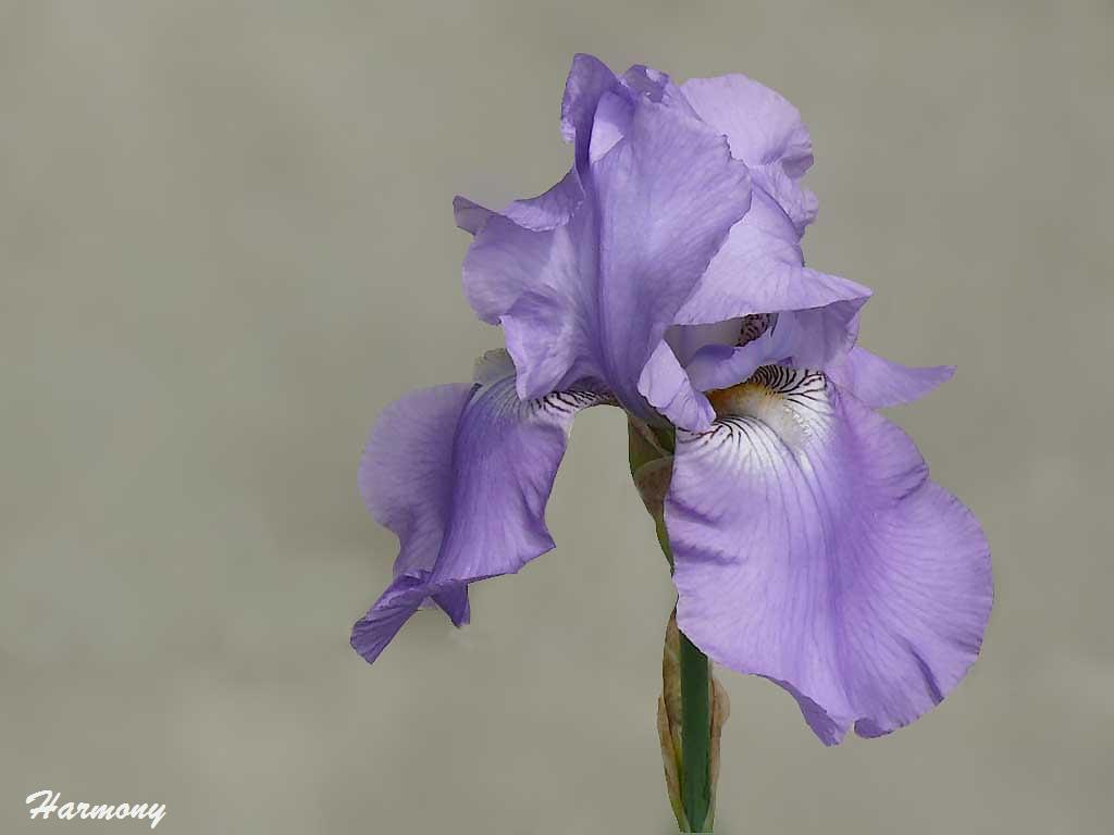 Iris 1