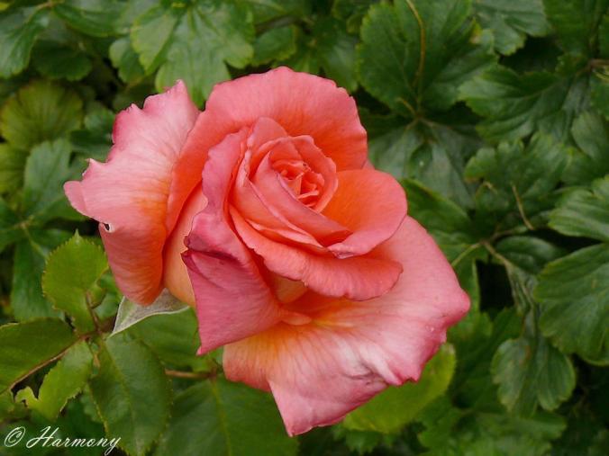 Rose thé 2 -