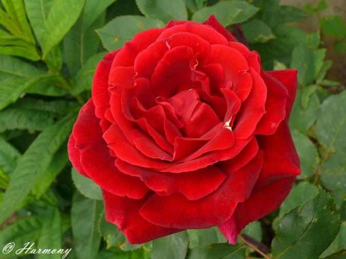 Rose rouge 2