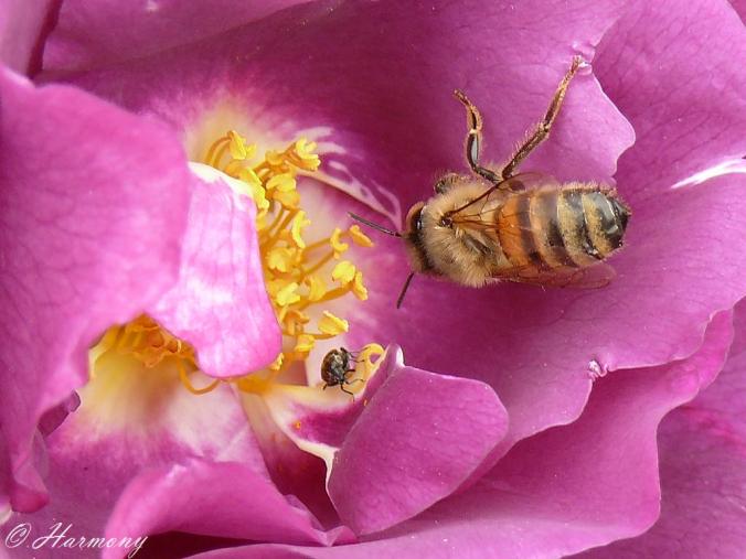 Rosie grimpant double apollo 1