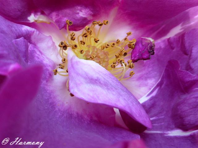 Rosier Grimpant double apollo 3