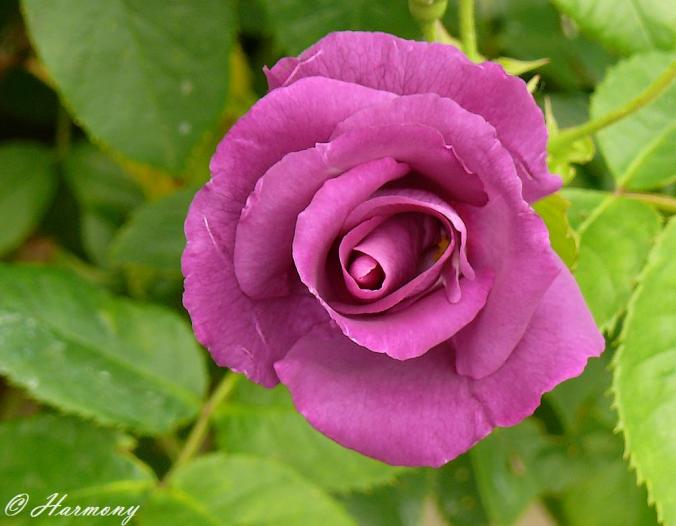 Rosier grimpant double apollo 6