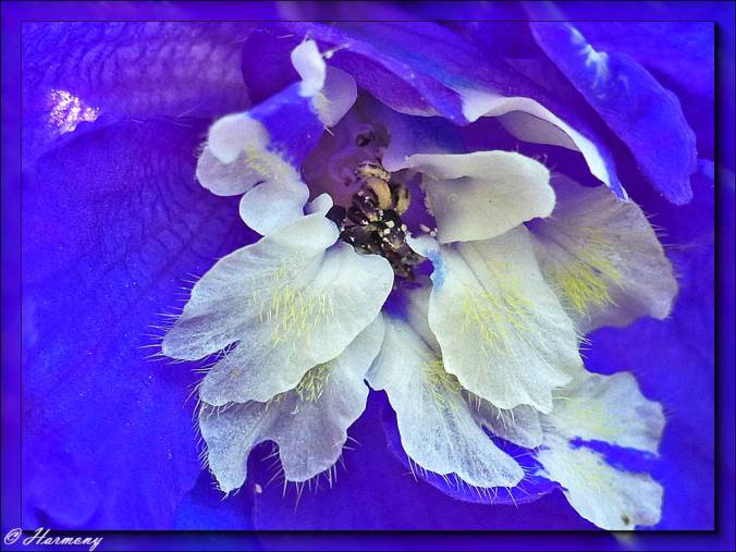 Coeur de Delphinium 1